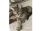 Annie, Domestic Shorthair For Adoption In Columbus, Ohio