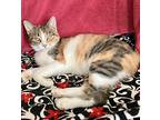 Genevieve, Calico For Adoption In Columbus, Ohio