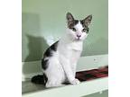Custard, Domestic Shorthair For Adoption In Columbus, Ohio