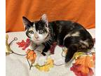 Helios, Calico For Adoption In Columbus, Ohio