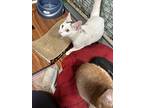 Fluffer Nutter (fluff), Domestic Shorthair For Adoption In New Woodstock