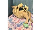 Sauce Pan, Domestic Shorthair For Adoption In Columbus, Ohio