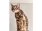 Pierre, Domestic Shorthair For Adoption In Chicago, Illinois