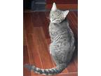 Sahara, Domestic Shorthair For Adoption In Chicago, Illinois