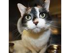 Soteria, Domestic Shorthair For Adoption In Richmond, Virginia
