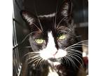 Taco Bell, Domestic Shorthair For Adoption In Richmond, Virginia