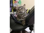 Snape, Domestic Mediumhair For Adoption In Newport, Oregon
