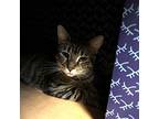 Bobble, Domestic Shorthair For Adoption In Richmond, Virginia