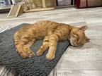 Bode, Domestic Shorthair For Adoption In Pawtucket, Rhode Island