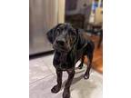 Lego, Doberman Pinscher For Adoption In Bear, Delaware
