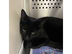 Flint, Domestic Shorthair For Adoption In Merriam, Kansas