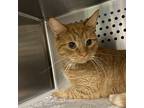 Blaze, Domestic Shorthair For Adoption In Merriam, Kansas