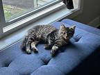 Seymour- Special Needs Vision, Domestic Mediumhair For Adoption In Rochester