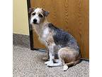 Molly, Border Terrier For Adoption In Merriam, Kansas