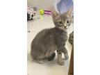 Cloud, Domestic Shorthair For Adoption In Topeka, Kansas