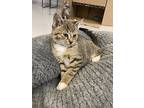 Forrest, Domestic Shorthair For Adoption In Topeka, Kansas