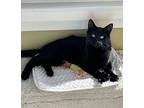 Luna & Loki - Courtesy, Domestic Mediumhair For Adoption In Larchmont, New York