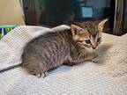 Double-o Seven, Domestic Shorthair For Adoption In Oceanside, California