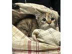 Tajin, Domestic Shorthair For Adoption In Oceanside, California