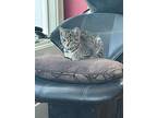 Candy, Domestic Shorthair For Adoption In Miami, Oklahoma