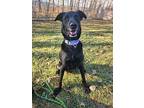 Luna, Labrador Retriever For Adoption In Grand Forks, North Dakota