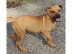 Reese, Jack Russell Terrier For Adoption In Talladega, Alabama