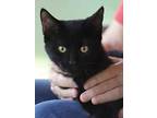 Poppy, Domestic Shorthair For Adoption In Fort Myers, Florida