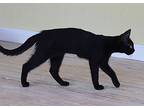 Java, Domestic Shorthair For Adoption In Fort Myers, Florida