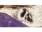 Matilda, Mouse For Adoption In Monrovia, Maryland