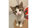 Sky, Domestic Shorthair For Adoption In San Diego, California