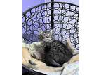 Neptune, Domestic Mediumhair For Adoption In Sheridan, Wyoming