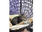 Felicity, Domestic Mediumhair For Adoption In Sheridan, Wyoming