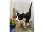 Rascal, Domestic Mediumhair For Adoption In Anoka, Minnesota
