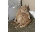 Papa, British Shorthair For Adoption In Woodland, California