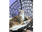 Bobbi Sox, Domestic Shorthair For Adoption In Sheridan, Wyoming