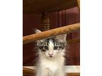 Matisse And Salvador, Domestic Mediumhair For Adoption In Pasadena, California