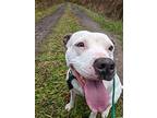 Brandi, American Pit Bull Terrier For Adoption In Kingston, New York
