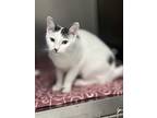 Isabella, Domestic Shorthair For Adoption In Atlantic City, New Jersey