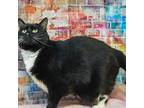 Lucy, Domestic Shorthair For Adoption In Huntley, Illinois