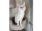 Cheeto Dust, Domestic Shorthair For Adoption In San Francisco, California