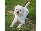 Sable, Wheaten Terrier For Adoption In Huntley, Illinois