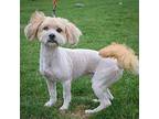 Quincey, Wheaten Terrier For Adoption In Huntley, Illinois