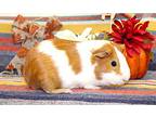 45560 & 45561 - Goldielocks And Blondie, Guinea Pig For Adoption In Ellicott