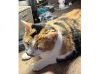 Lucy - Ar, Domestic Shorthair For Adoption In Lyman, South Carolina