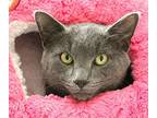 45501 - Oscar, Domestic Shorthair For Adoption In Ellicott City, Maryland