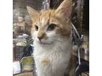 Oliver S., Domestic Longhair For Adoption In Somerset, Kentucky
