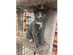 Rosie W, Calico For Adoption In Somerset, Kentucky