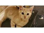 Abbott - Et, Domestic Shorthair For Adoption In Lyman, South Carolina