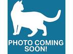Barn Cat - Ian, Domestic Shorthair For Adoption In Silverdale, Washington