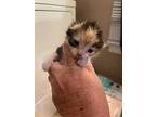 Willow S, Calico For Adoption In Somerset, Kentucky